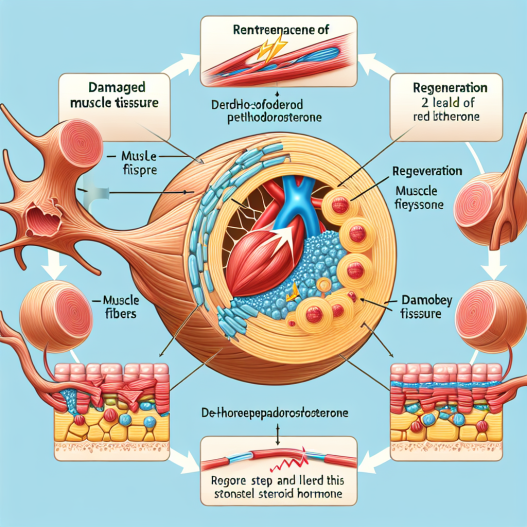 Significance of dehydroepiandrosterone in muscle regeneration